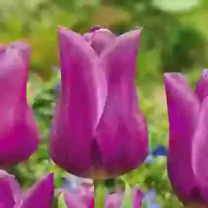 Passionale